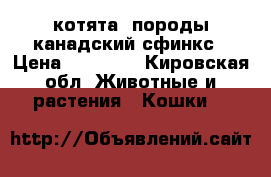 котята  породы канадский сфинкс › Цена ­ 10 000 - Кировская обл. Животные и растения » Кошки   